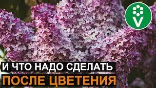 Как ухаживать за сиренью, чтобы она пышно цвела?