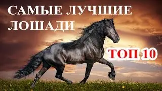 Топ 10 Самые дорогие и лучшие лошади мира. Породы лошадей