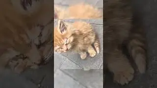 Бедный слепой котенок просил помощи у прохожих 🥺 #шортс