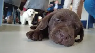 Chiens détecteurs de crises d'épilepsie, lapins médiateurs : zoom sur les animaux d'assistance !