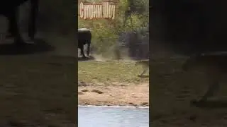 Буйвол гоняет львов