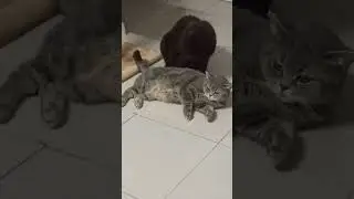 Не купил! 
