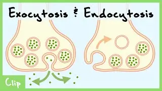 Experimental Basis for Exocytosis & Endocytosis (Freeze-Fracture Electron Microscopy) | Clip