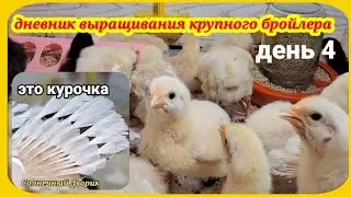 Бройлеры. Вид, вес в 4 дня. Когда и как определить пол цыплёнка.