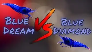 The difference between Blue Dream and Blue Diamond Shrimp