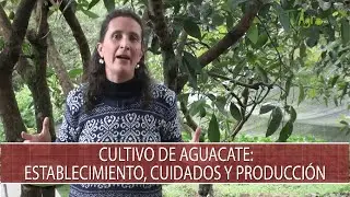 Cultivo de Aguacate: establecimiento, cuidados y produccion - TvAgro por Juan Gonzalo Angel Restrepo