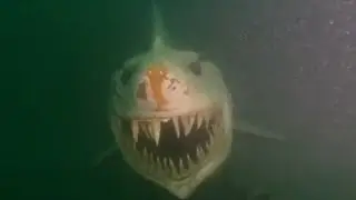 Se Você Tem Medo Do Mar, Não Assista Esse Vídeo!