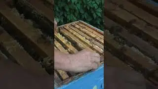 Как загнать пчел во второй корпус и получить мед.