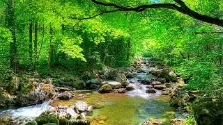 Som da Floresta e Pássaros - 