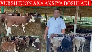 XURSHIDJON AKA AKSIYA BOSHLADI BUQALARGA NARXLARNI O’TA AROZN AYTDI