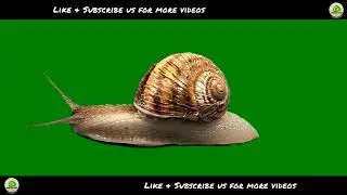 Snail | Green Screen