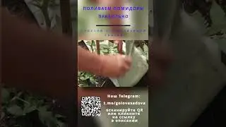 Поливаем помидоры правильно. #Short
