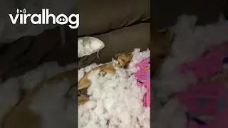 Small Dog Destroys Sofa || ViralHog