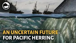 2024 Herring Spawn Summary