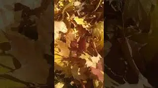 стих осень 4