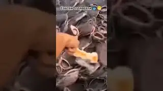 Сколько голодных сомиков 🐟 палец оттяпают и не посмотрят😁