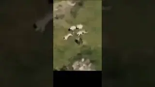 Wolf vs leopard real fight #shorts - wolf pack vs snow leopard #shorts   #wolfpack #youtubeshorts