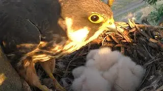 Сокол Чеглок. От яйца до вылета птенцов / Eurasian hobby nesting