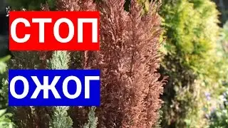 Хвойные желтеют - Стоп Ожог. Почему пожелтели иголки.