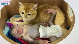 BiBi monkey obedient sleeps with Ody cat