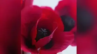 Как сделать мак из мастики