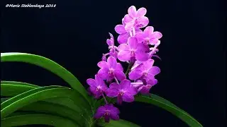 VANDACHOSTYLIS PINE RIVERS  -  описание и основы ухода