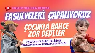 BAHÇEDE BİR GÜNÜMÜZ | OĞLUMLA FASULYELERİ ÇAPALIYORUZ | YAŞ GÜBRE DANABURNU BÖCEĞİNİ GETİRDİ