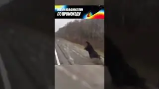 Он толкнул медведя на танец на машине 🐻🕺