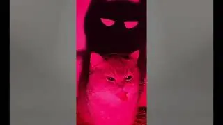 Cute Cat Compilation 🐈| Beautiful Cat| Humpty Hobbies