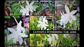 Орхидея CATTLEYA INTERMEDIA var. alba - описание и основы ухода