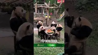 Сюрпризы для любимых панд 🥰 #истории #история #новости #новость #shorts