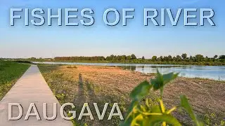 Fishes of river Daugava