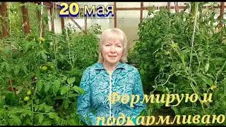 Подкормка томатов,перца, огурцов.Урожая не будет,если это не делать-ФОРМИРОВКА.