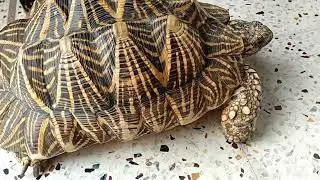 tortoise...... कछुआ