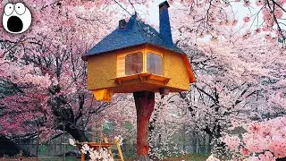 The Coolest Treehouses In The World