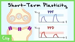 Short-Term Plasticity & Binomial Synapse Explained (Paired-Pulse Facilitation & Depression) | Clip