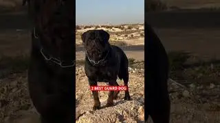 2 Best Guard Dog Breed In Indian 👹 