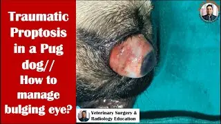 #Proptosis in a pug dog/#bulging of eyeball from orbit in pug/#tarsorrhpahy for proptosis/#drrbk