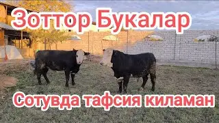 сотилди