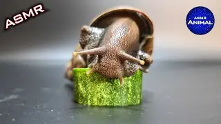 Snail Eating Cucumber ASMR 🐌5 | Animal ASMR
