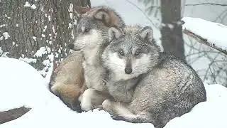 Adorable Wolves Snuggle in a Snow Storm
