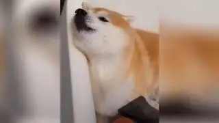 СМЕШНЫЕ ЖИВОТНЫЕ  ПОДБОРКА 2019  FUNNY ANIMALS 2019