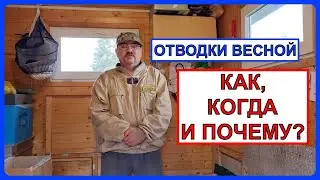 🔴 Полезные знания об отводках. Пчеловодство для начинающих 2024 🔴