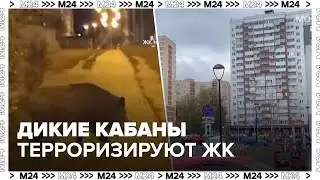 Дикие кабаны преследуют жителей одного из подмосковных ЖК - Москва 24