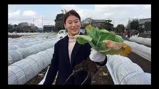 CEWEK JEPANG BELAJAR PANEN SAYUR LANGSUNG DI KEBUN