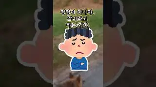 큰 개의 산책 #shorts
