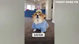 Funniest Animals Video   Funny Dogs And Cats   Try Not To Laugh Animals 2023 😍😍😍🤪🤪🤪🤣🤣🤣🤣🤣