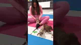 Dog Knew What He Was Doing! 👀 Lol 