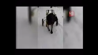 Сбитый лабрадор-поводырь встал на лапы / Новости