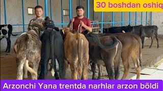 Boqma va yosh buqalarni +99894,206,3828+99894,066,82,09 optim va arzon joyidan kõring.
